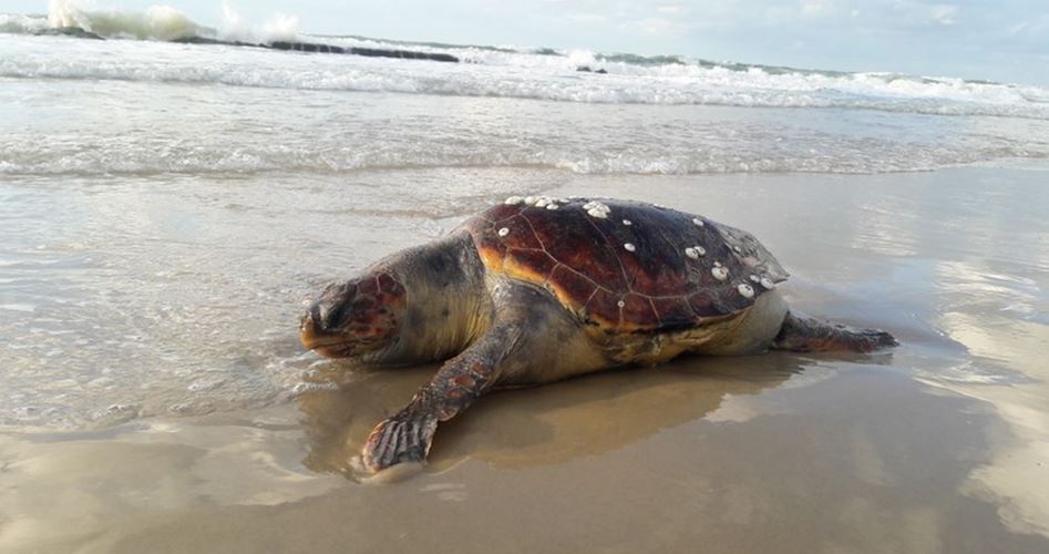 Sea turtles found on Gaza beach