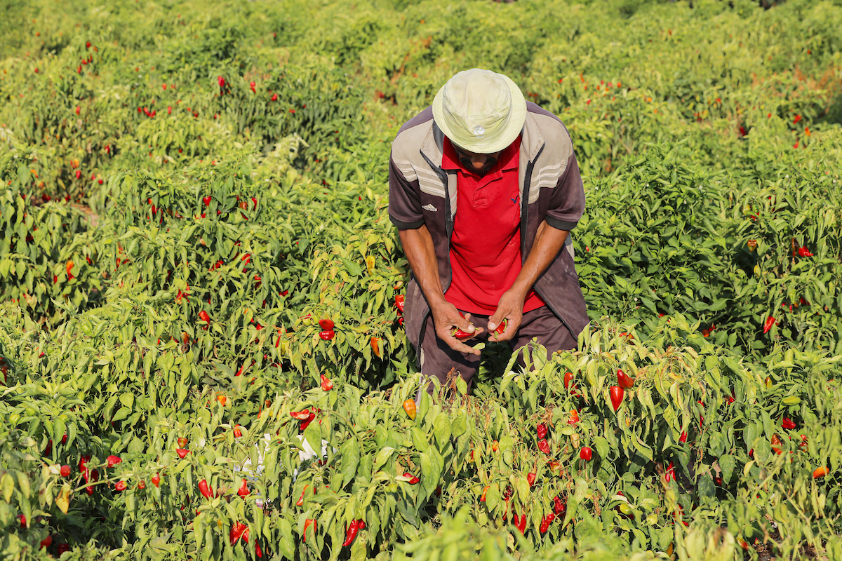 Palestinian farmers on September 10 2023 collect red peppers during harvest season in Gaza City. The output of the red pepper harvest this year is lower than forecast and the prices at which they are sold do not satisfy the farmers because of the weak economic situation.