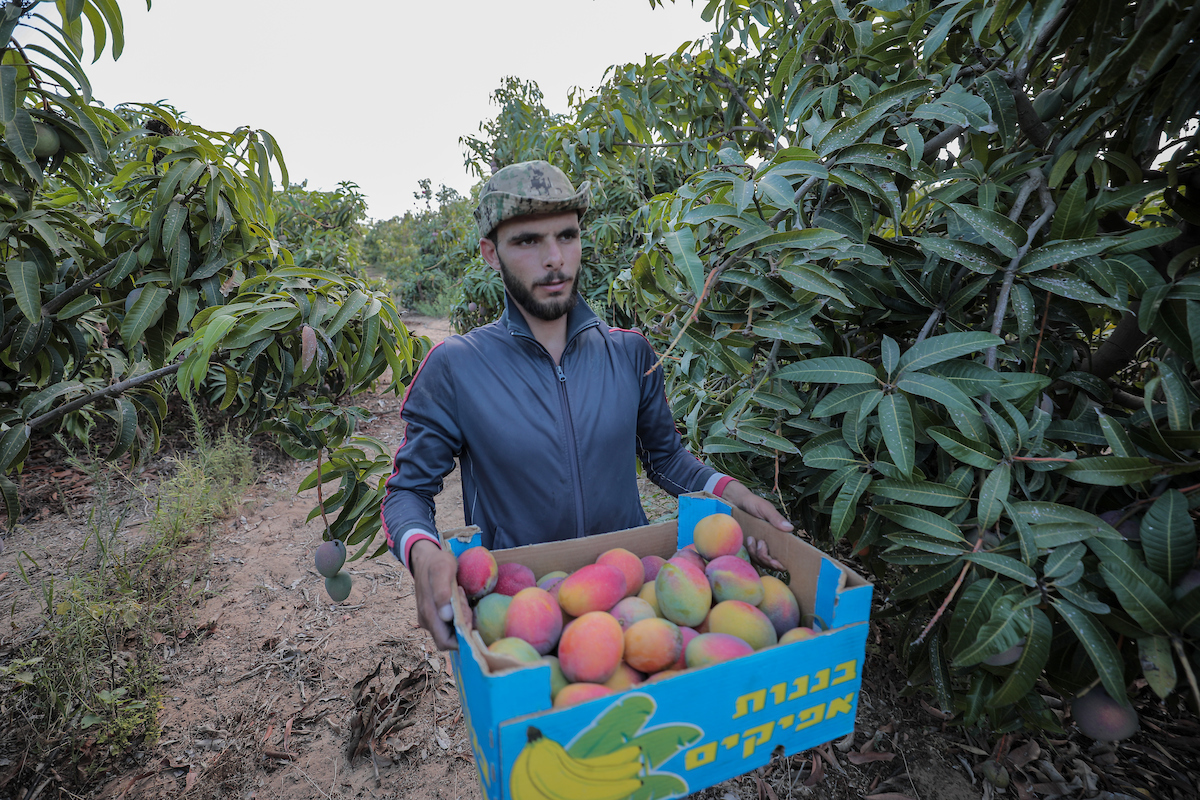 Palestinian farmers on September 02 2023 pick mangoes in a field during the harvest season in the center of the Gaza Strip. With the summer heat mango fruits begin to mature in the Gaza Strip. There are seven different types of mangoes being harvested this year ranging from $1.5 to $2.3 per kilogram.